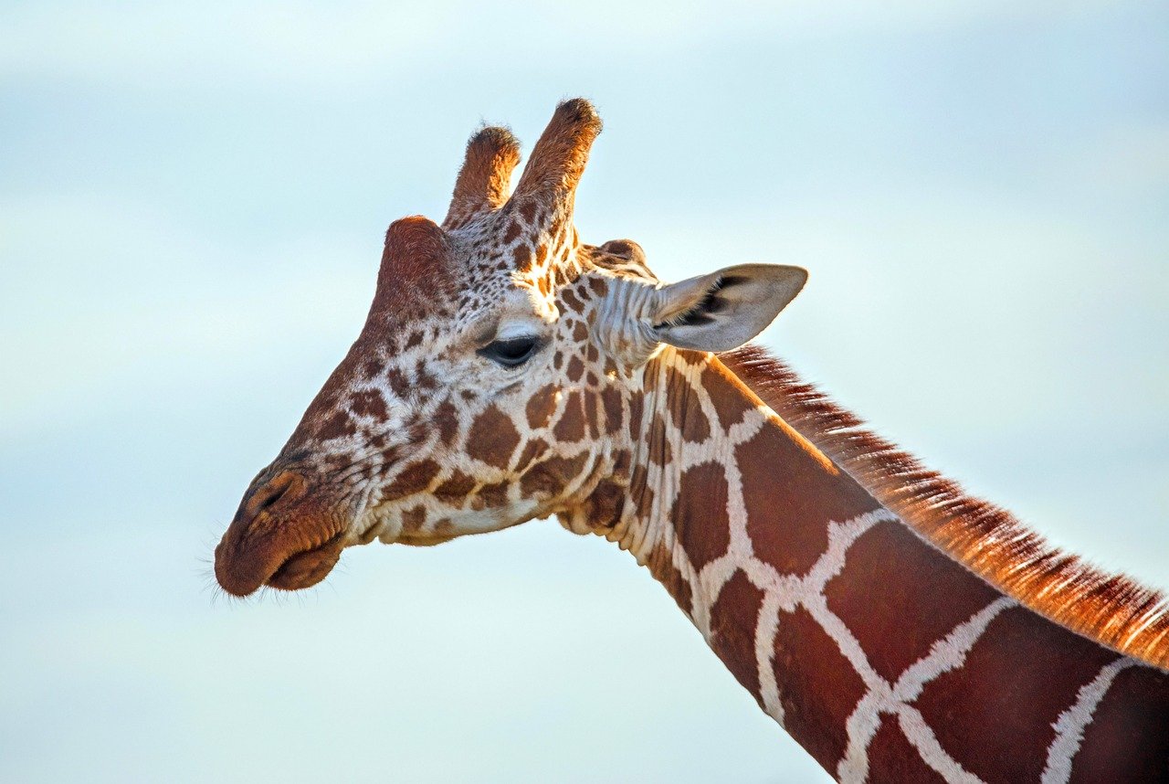 How Climate Change is Affecting Wildlife and Biodiversity